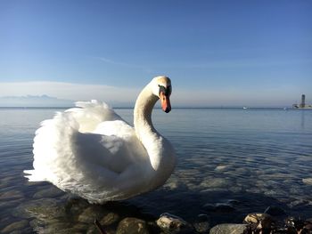 Swan swimming on lake against sky