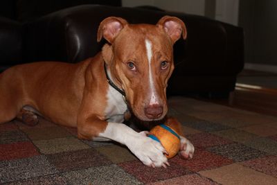 Portrait of dog lying on floor at home