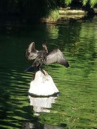 Bird perching on lake