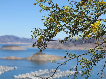 Low angle view of tree against clear sky