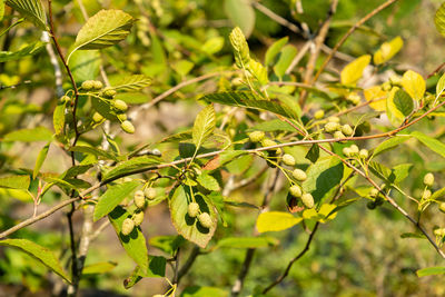 plant