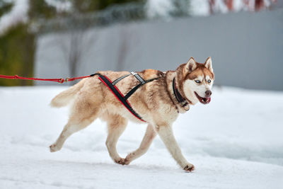 Dog standing on snow covered land