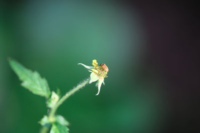 Close-up of insect on plant