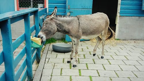 Horse in pen