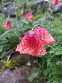 Close-up of wet pink rose flower