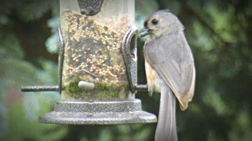 Close-up of plant against blurred background
