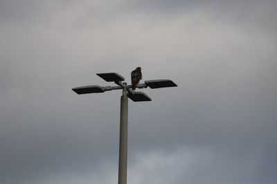 Hawk looking down