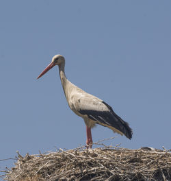 Low angle view of bird perching against clear sky