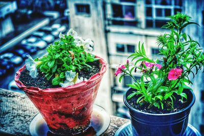 Close-up of potted plant