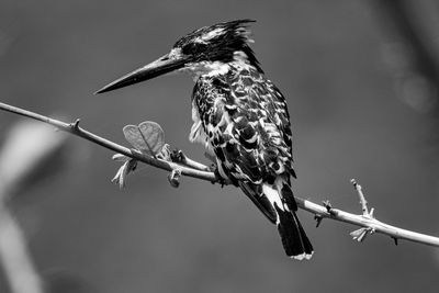 Close-up of bird perching on branch