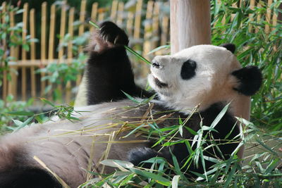 View of a panda eating plant in zoo