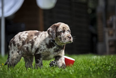 Dog lying on grass