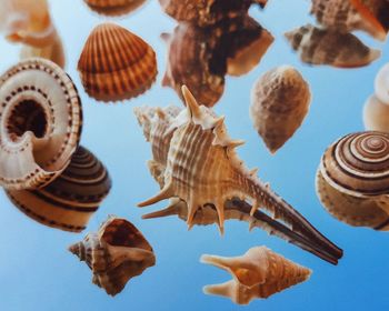 Low angle view of shells on the sea