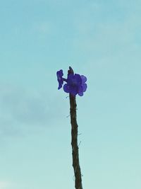 Low angle view of pink flowering plant against blue sky