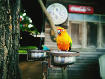 Close-up of parrot perching on water