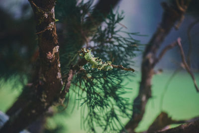 Close-up of pine tree branch in forest