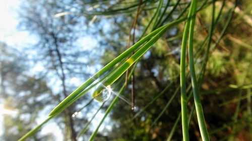 Close-up of fresh green plant