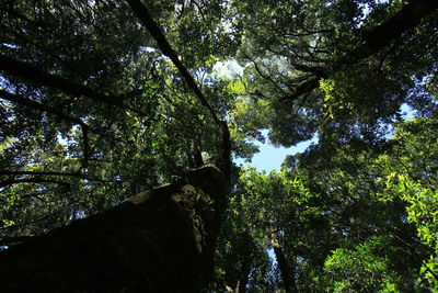 Low angle view of trees in forest against sky