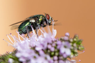 Close-up of insect on flower