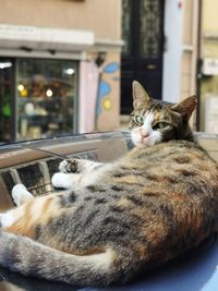 Close-up of a cat resting