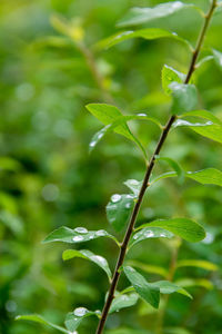 Close-up of fresh green leaves