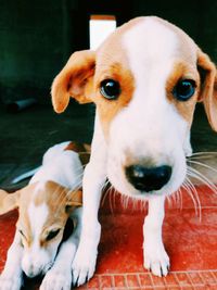 Close-up portrait of dog