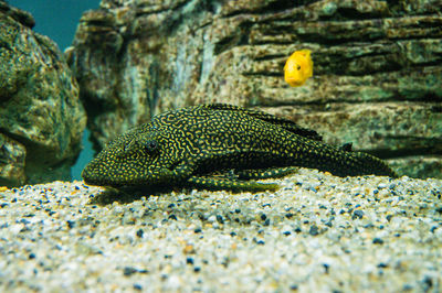 Close-up of fish swimming in sea