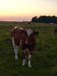 Cow standing on field against sky during sunset