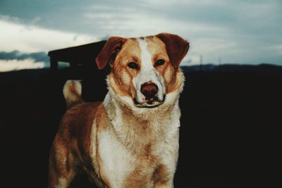 Close-up portrait of dog against sky