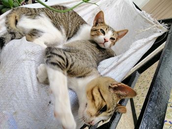 High angle view of cat resting