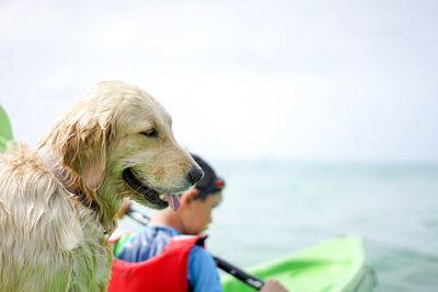 Dog looking away while standing in sea against sky