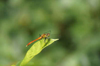 Close-up of insect on plant