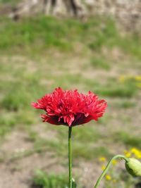 Close-up of red flower on field