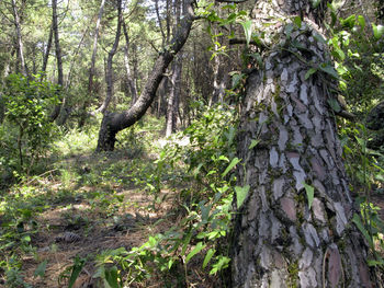 Trees growing in forest