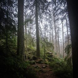 Pine trees in forest