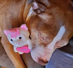 High angle view of dog sticking out tongue