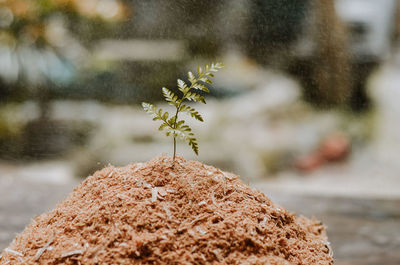 Pile of sawdust with small tree