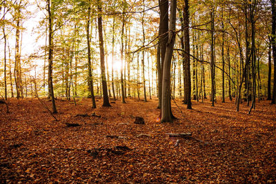 Trees in forest during autumn