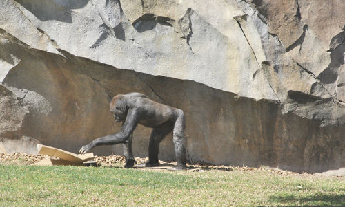 Side view of elephant on rock