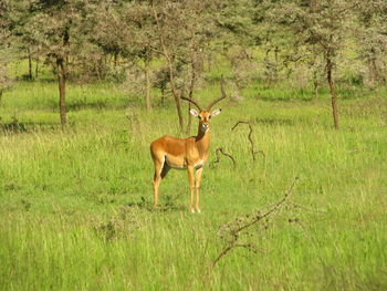 Deer on grassy field