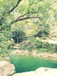 Scenic view of lake by trees in forest