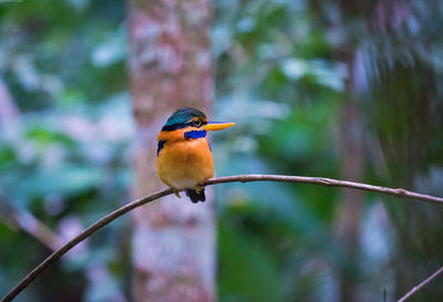 Close-up of bird perching on branch