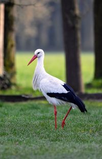 Bird on a land