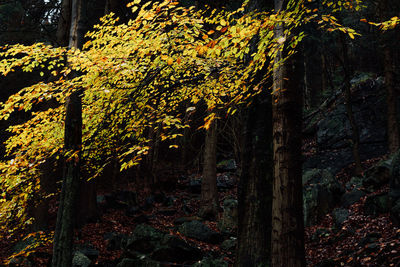 Trees growing in forest during autumn