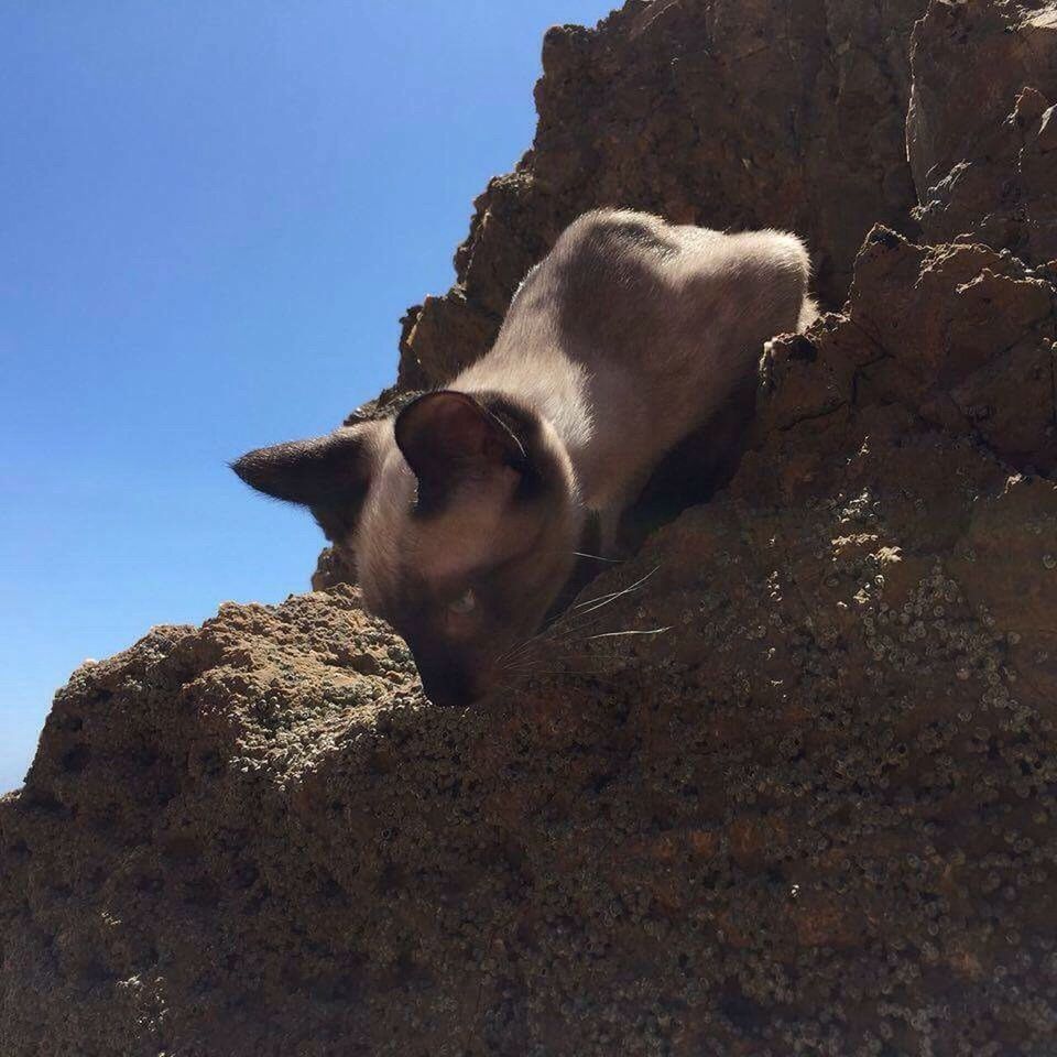 CLOSE-UP SIDE VIEW OF GOAT