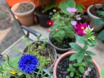 High angle view of potted plants