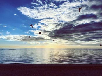 Birds flying over sea against sky