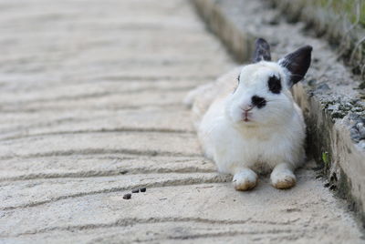 Close-up of rabbit