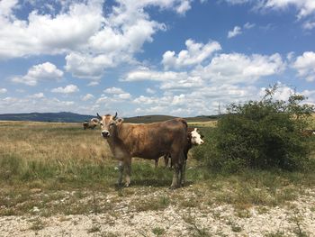 Cows on landscape against sky