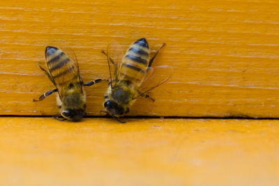 Close-up of insect on yellow surface